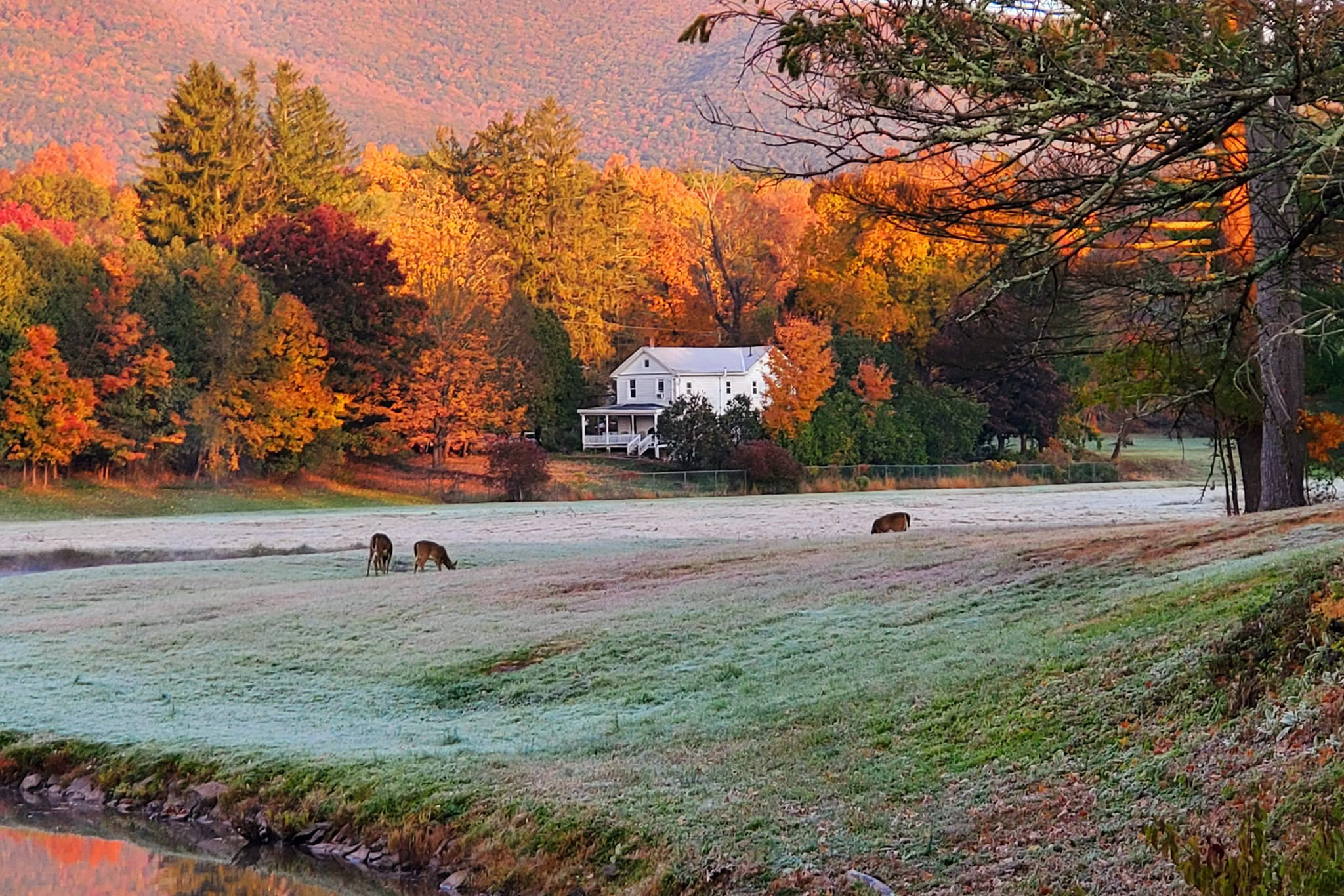 Fall Colors and Early Morning Frost - Bob Lippman